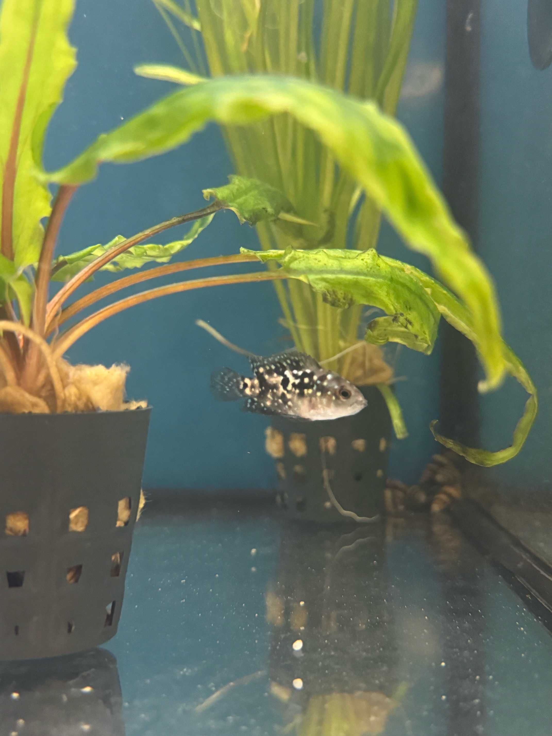 electric jack dempsey GRUBY KOCUR sklep zoologiczny rzeszów