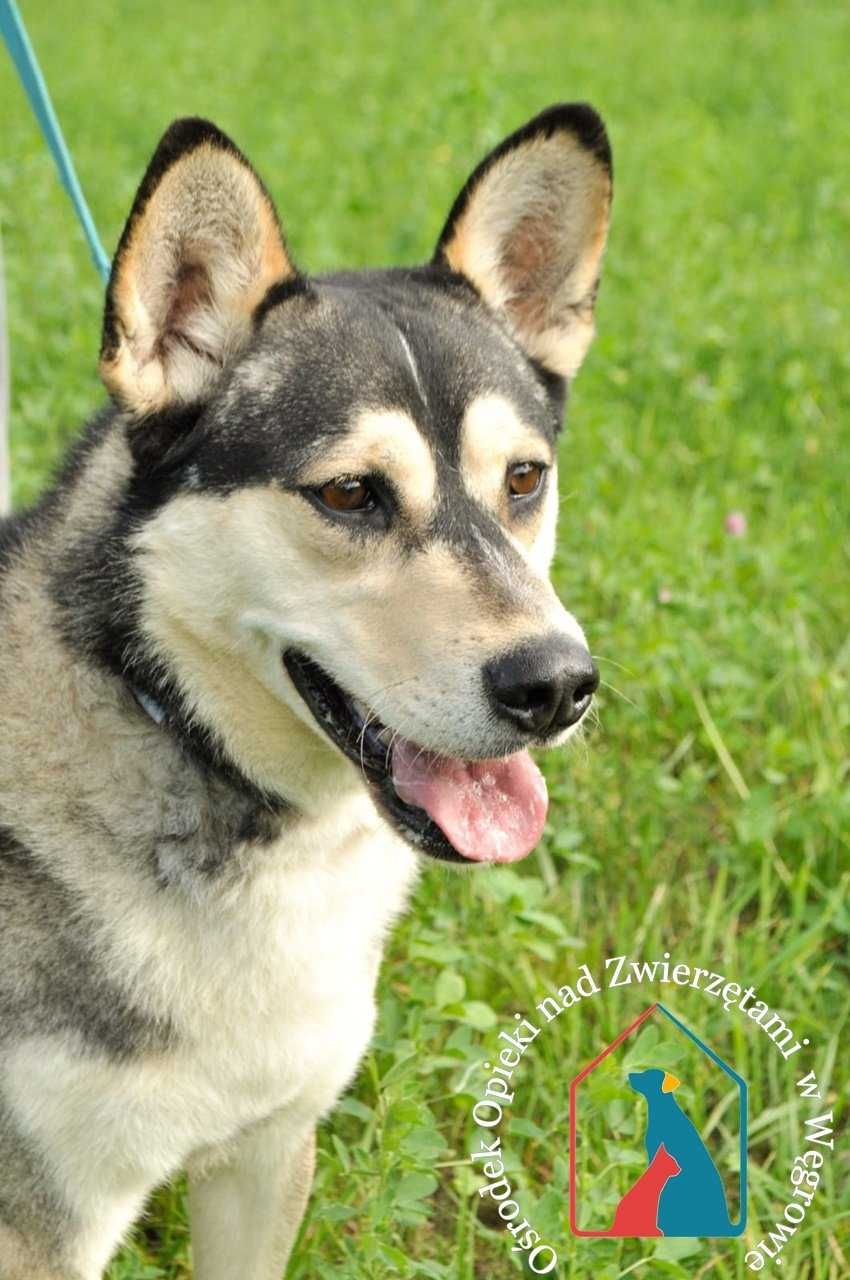 Axel- fajny mix husky szuka domu. Adoptuj!!