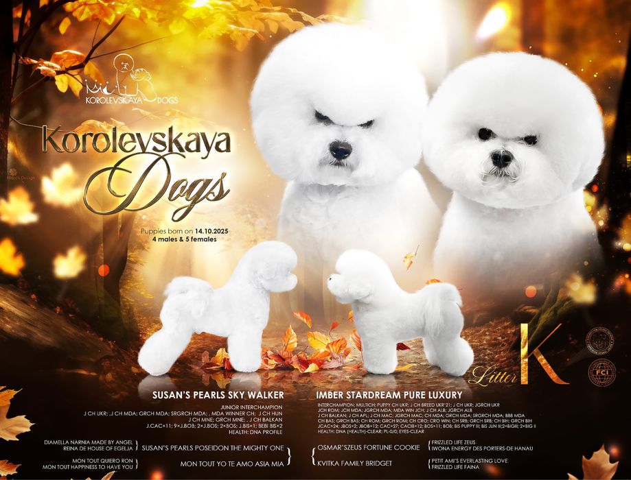 Цеценята бішон фрізе