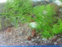 Limnophila sessiliflora e camarões