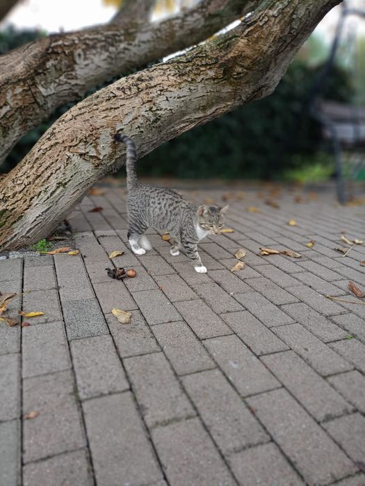 Kotki małe  do oddania