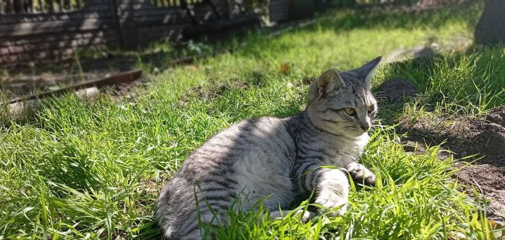 Отдаю двух котят даром