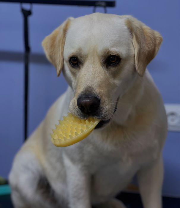 Грумінг, креативний грумінг