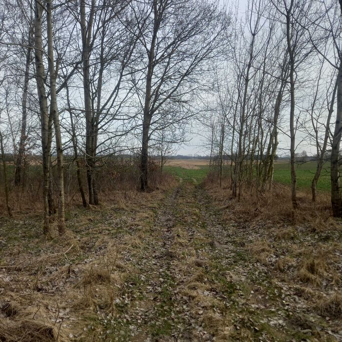 Ziemia 5 klasa krasnołeka na koloni