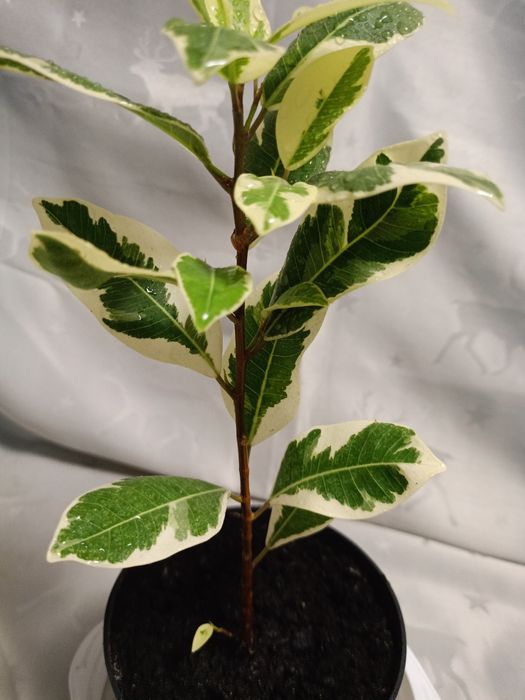 Фікус Альбамаргіната.