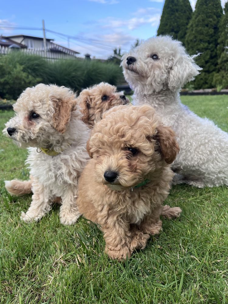 Poochon Bichpoo Maltipoo Pudel Bischon Frise