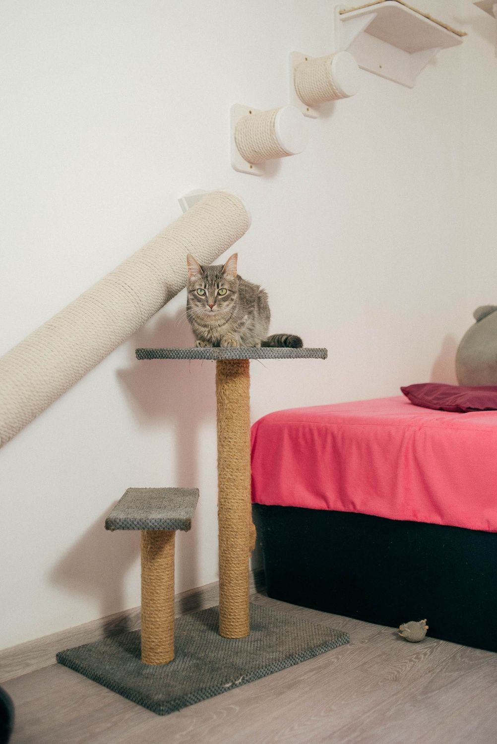 Юстас - котенок дымчатого окраса в добрые руки