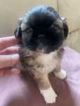 Pekińczyk z shih tzu miniaturkasuczka i piesek cudna