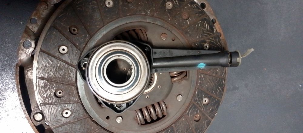 Продам щеплення віваро 1.9