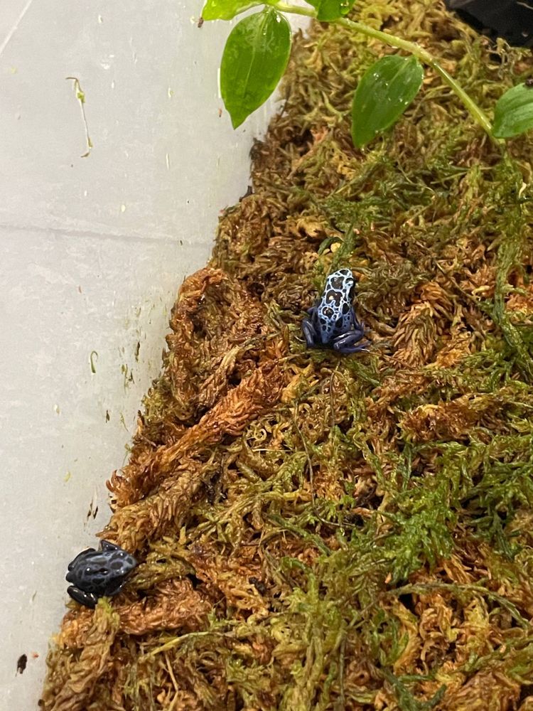 Dendrobates azureus (drzewołaz malarski) - maluchy