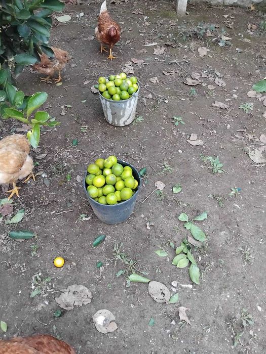 Lima 100 % Biológica