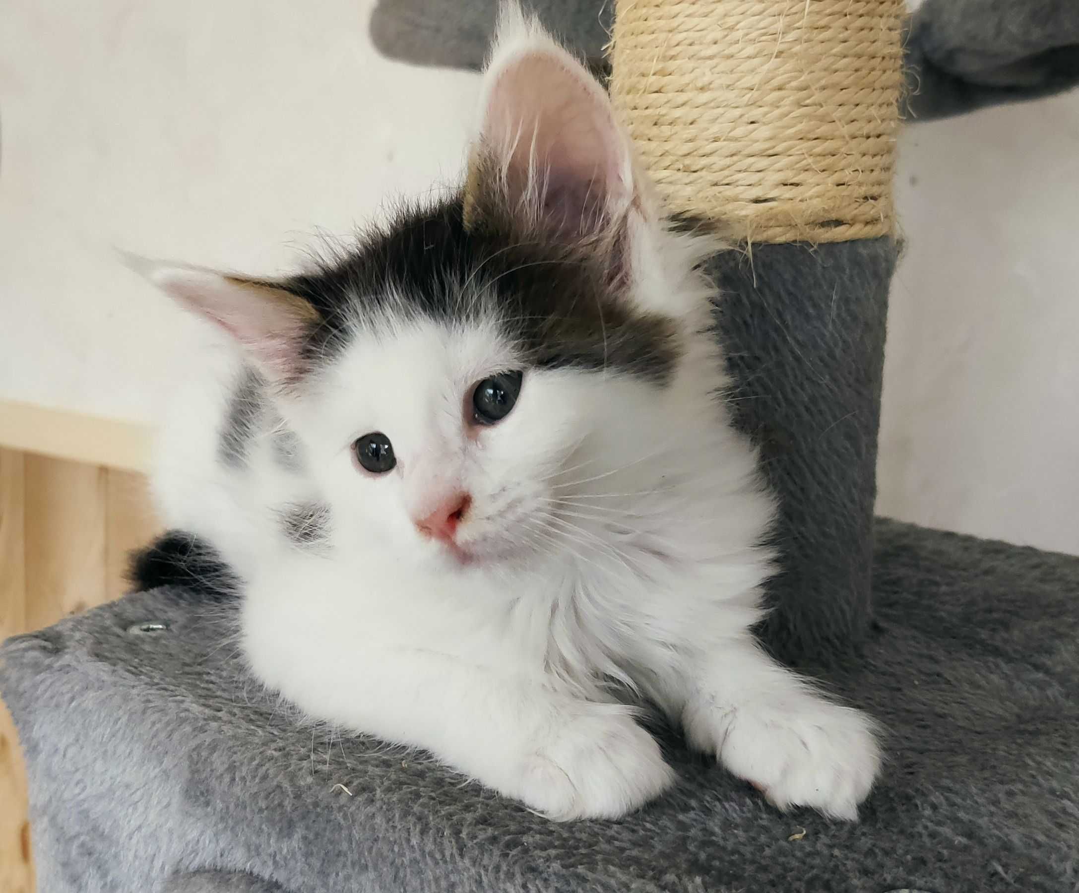 Maine Coon - kotka biała w ciemne łatki