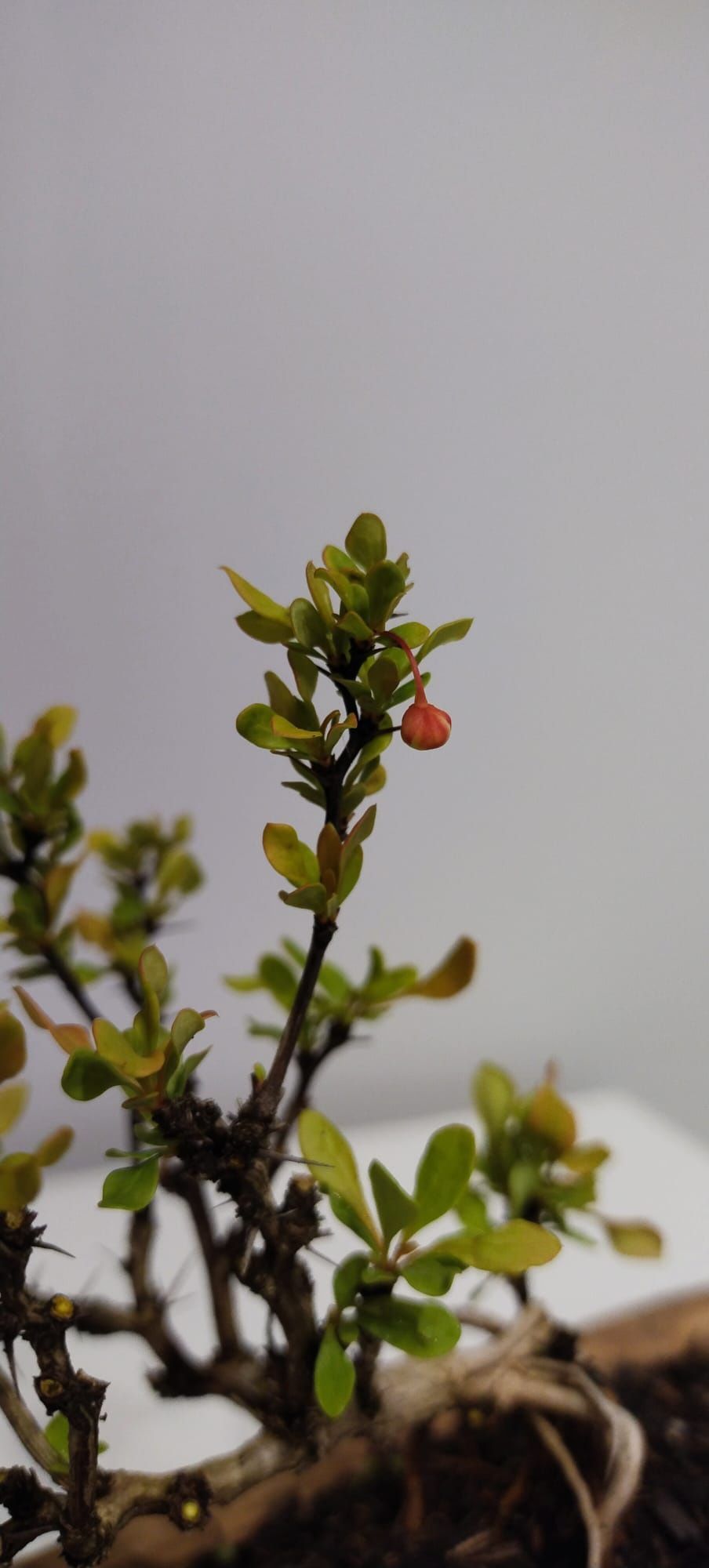 Berberys bonsai prebonsai