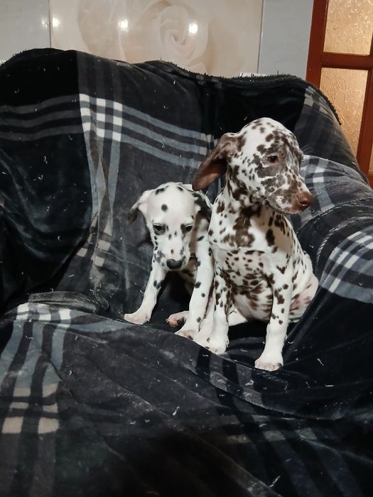 Продаються дві дівчинки,чистокровні далматини
