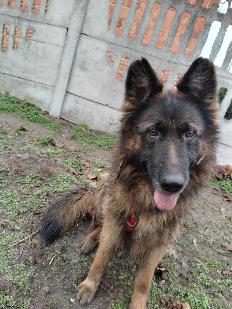 Suczka owczarka Xena do adopcji
