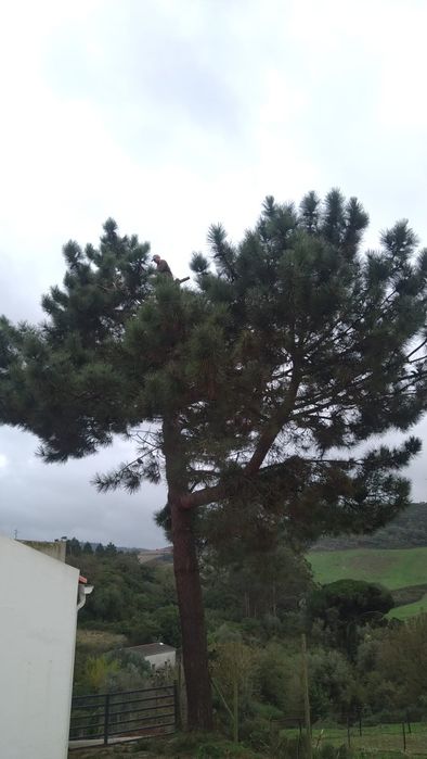 Serviço  corte de árvores manutenção de jardins