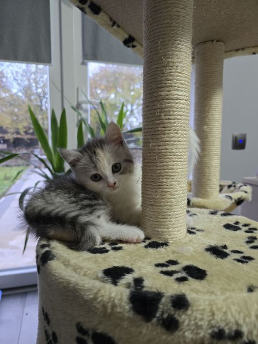 Кошенятка в добрі руки