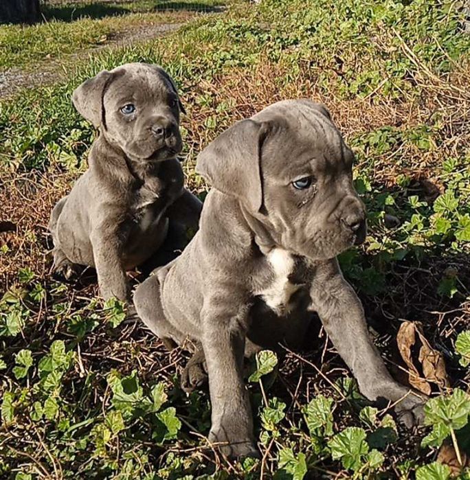 Кане-корсо цуценята