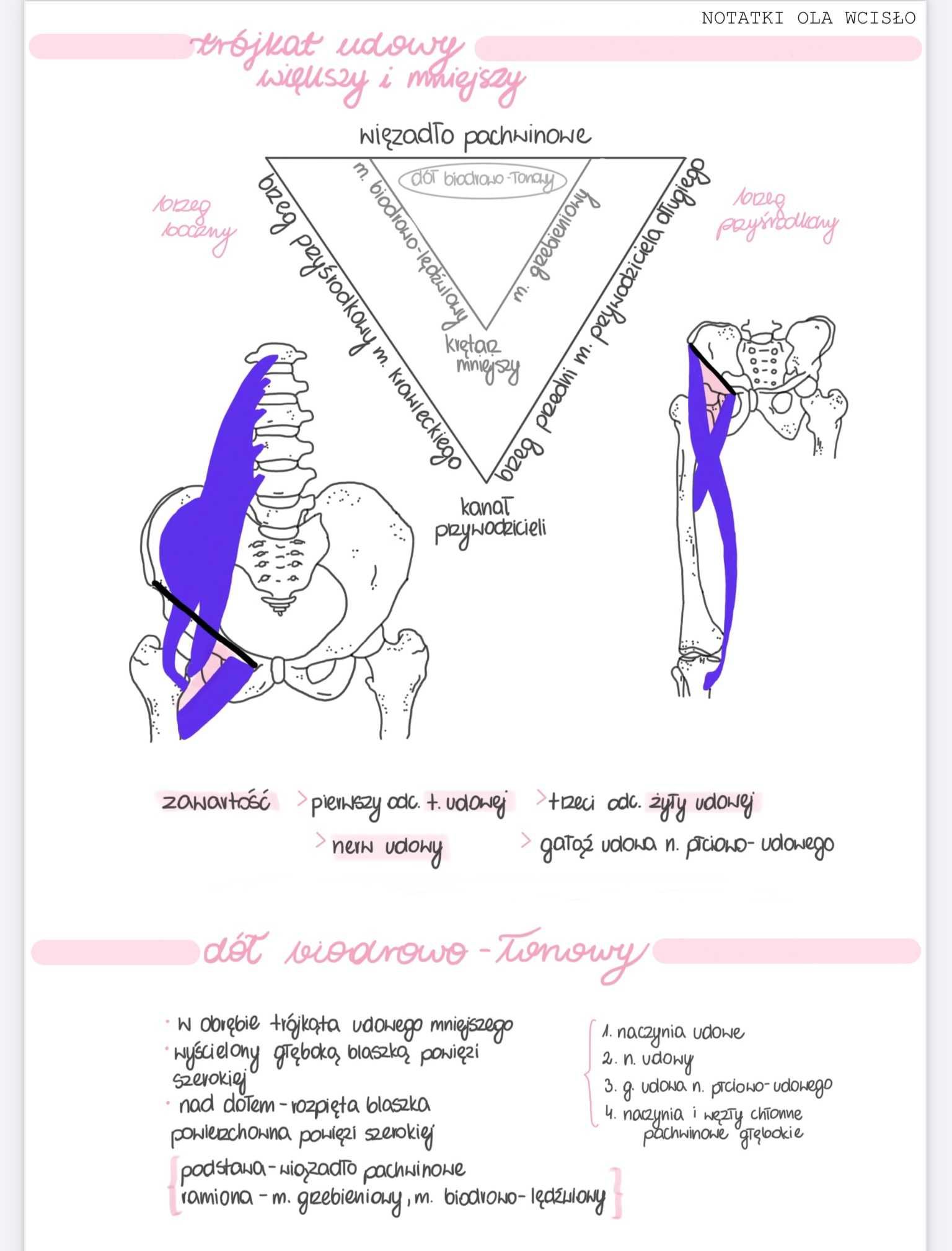 Notatki z anatomii - 1 rok lekarski/lekarsko-dentystyczny PUM