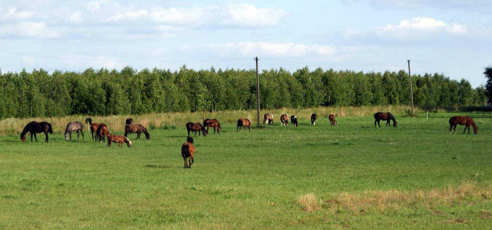 Bezpośrednio.Działka 20 km od Siedlec. Chlewiska. Gmina Kotuń.