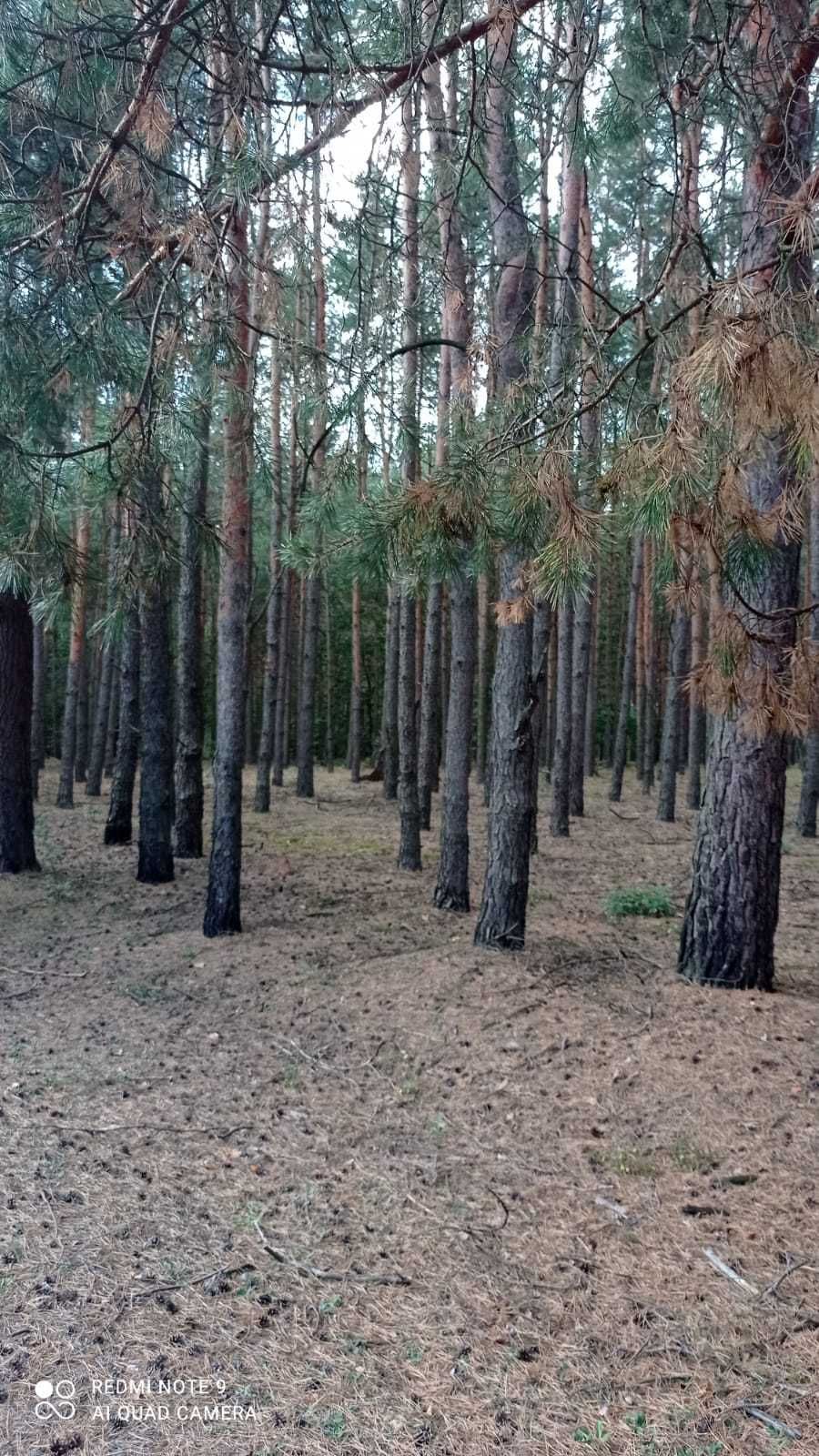 Sprzedam drewno / do zrębu / na pniu / 90 lat / 200 zł/szt.
