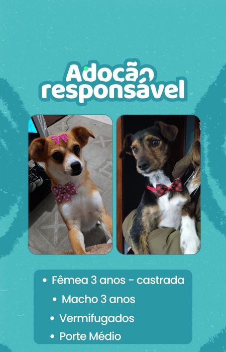 Doação urgente  de 2 cães