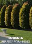 Eugenias para sebes  a partir  de 1€