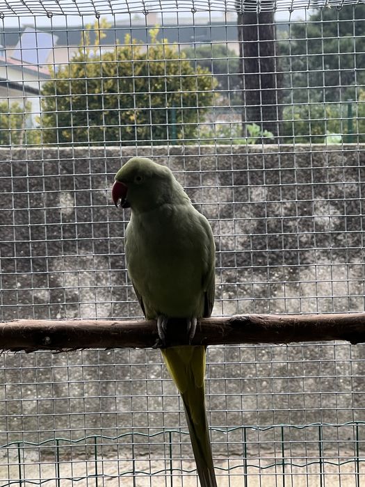 2 femeas ring neck disponivel para ceder ou trocar por outras aves