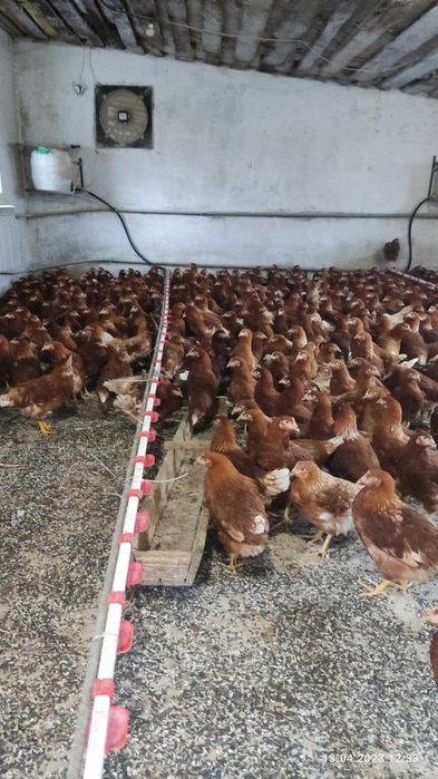 продам! КУРИ-несушки! Повча! доставка безкоштовна!