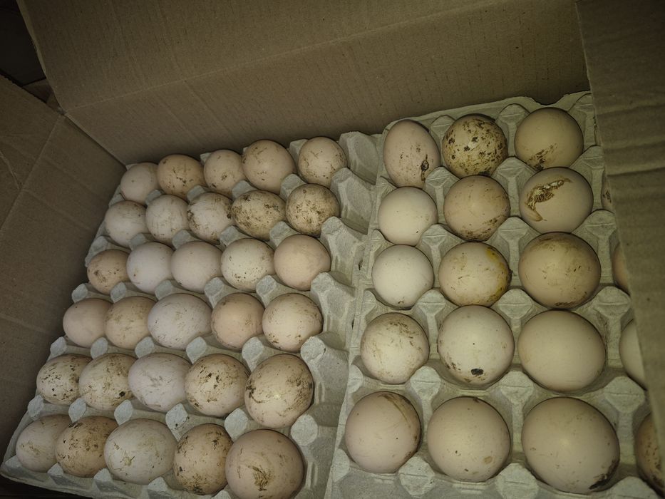 Продам яйцо оптом