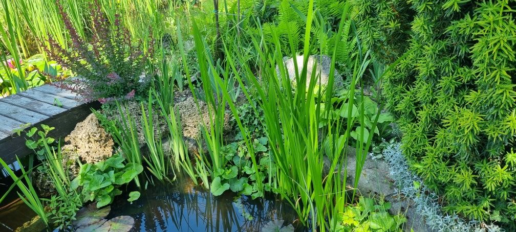 Tatarak botaniczny - do oczka wodnego