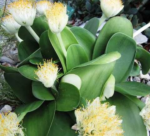 Пропоную на продаж гемантус