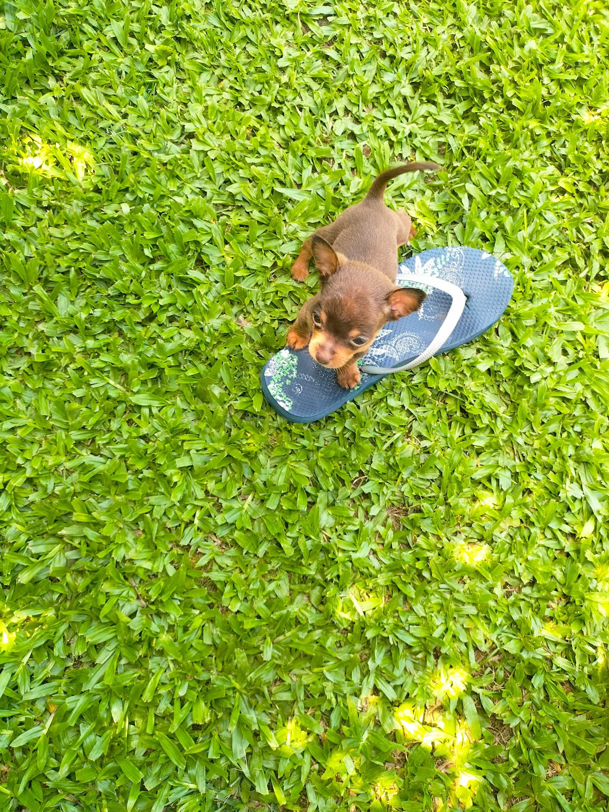 Pinscher fêmea tamanho zero