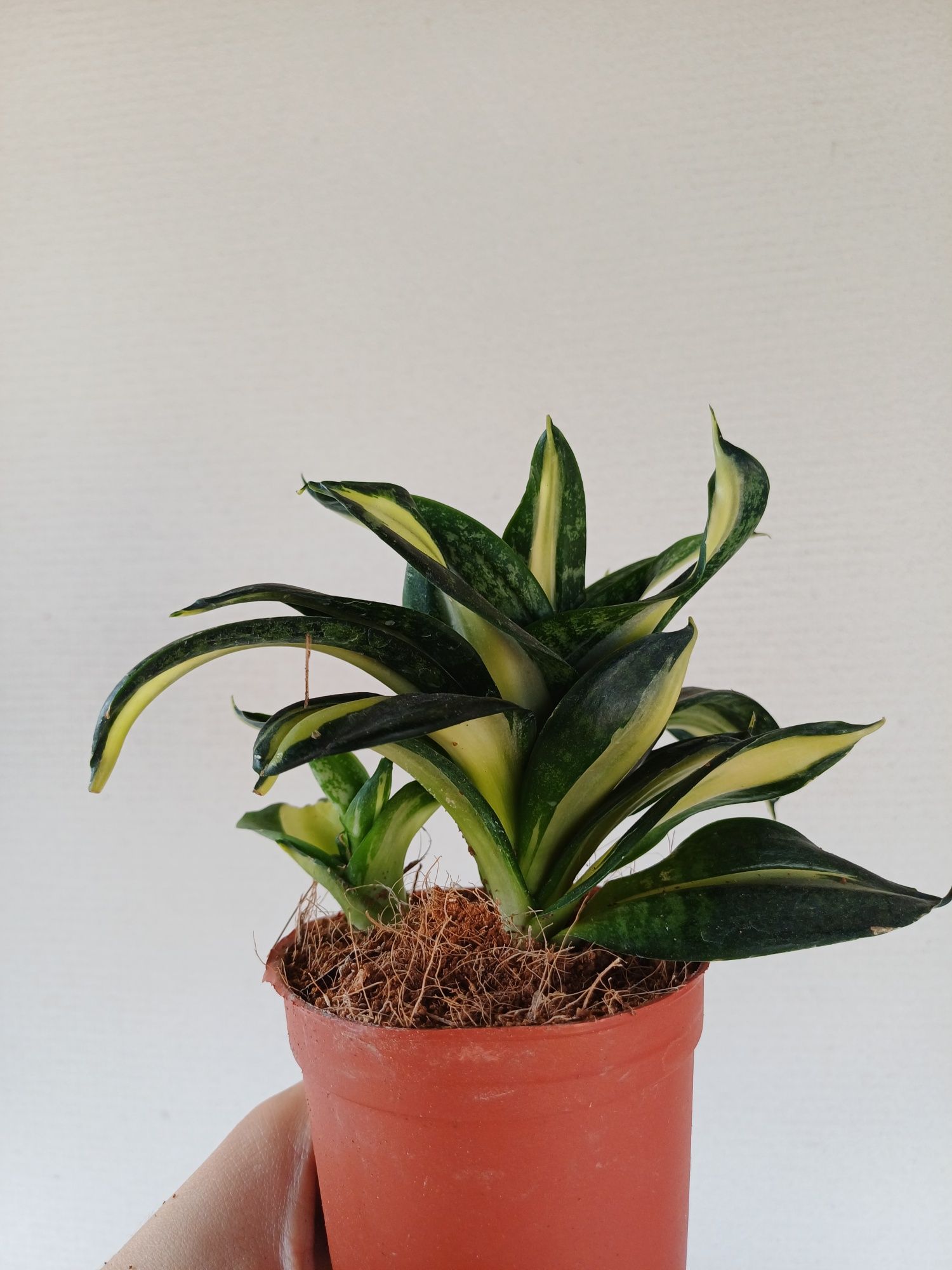 Sansevieria trifasciata hahnii swirls variegata