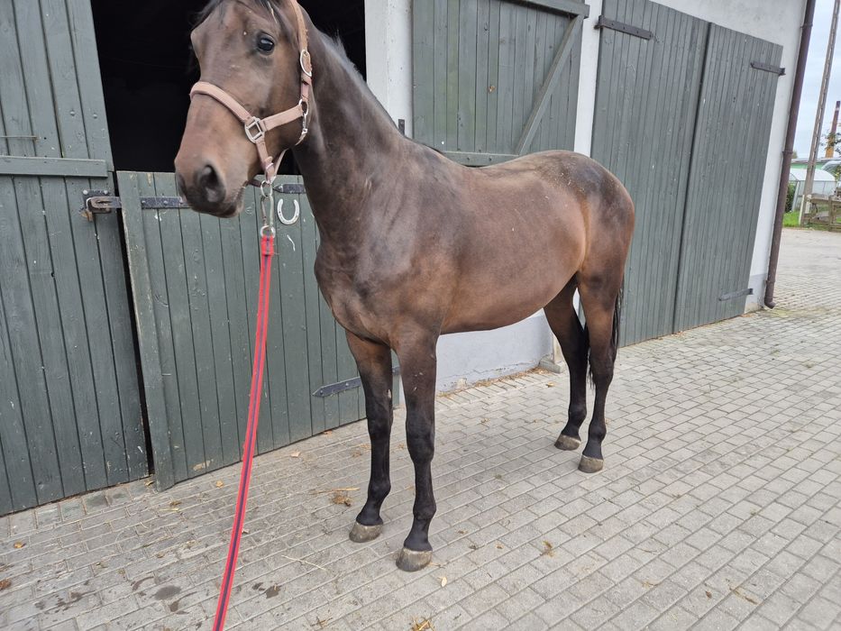 Wałach po CasCasall 173cm