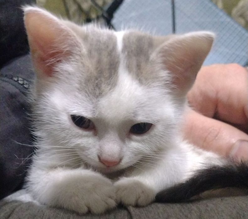 Котик кошеня красунчик