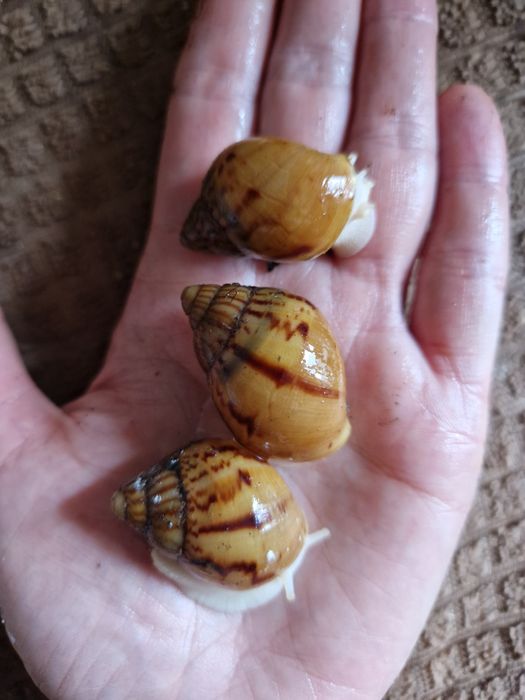 Achatina Achatina Tiger підліток