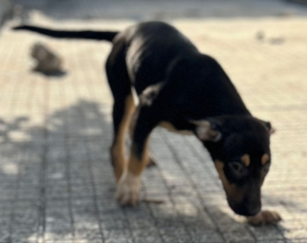 Adoção Responsável (Cães Bebés)