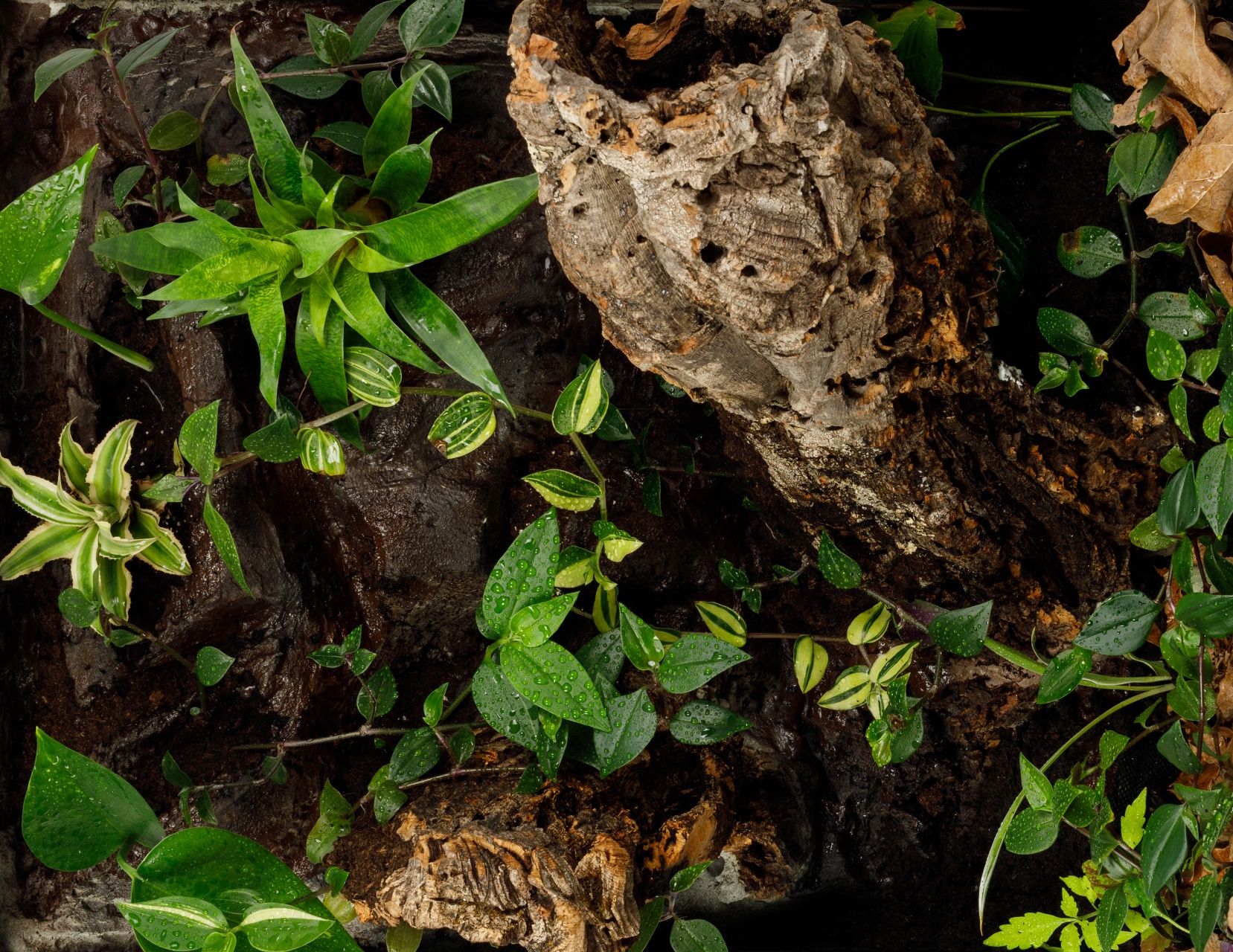 Terrarium tropikalne gekon orzesiony