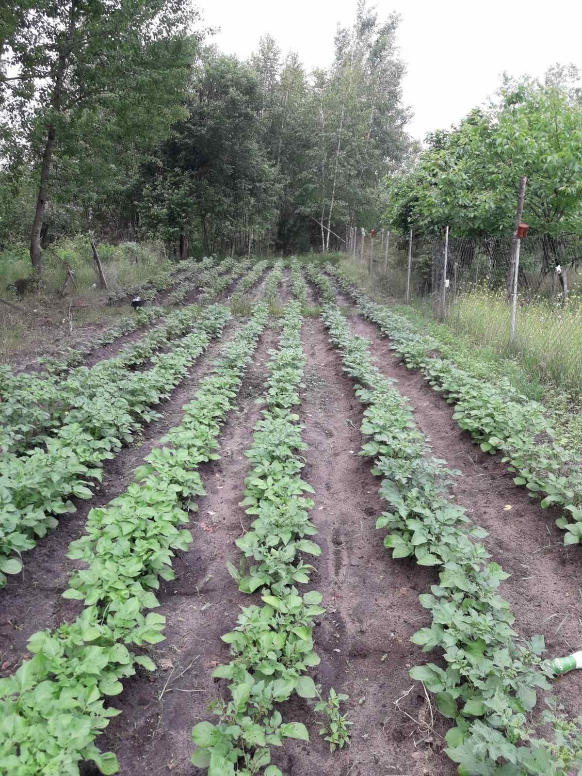 Продам чудову ділянку 12сот. Тетерівка.