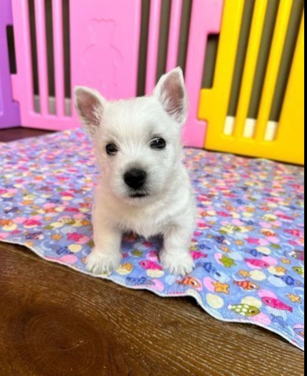 West highland white terrier 10 tyg