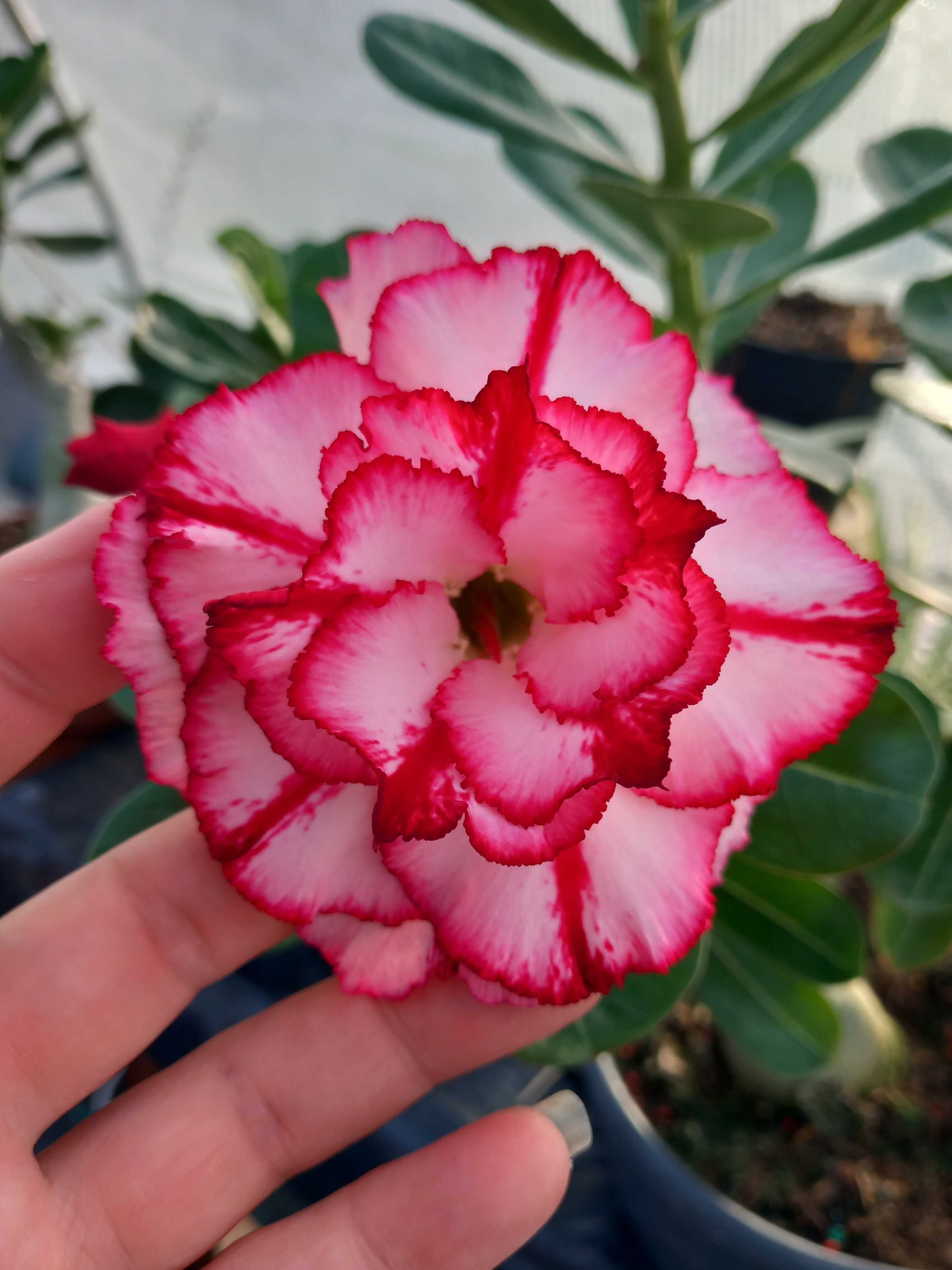 Rosa do Deserto adenium obesum