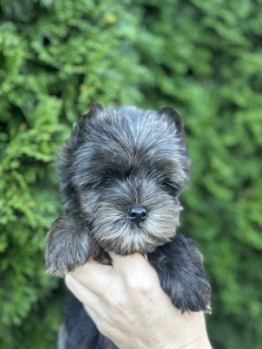 Yorkshire terrier merle piesek
