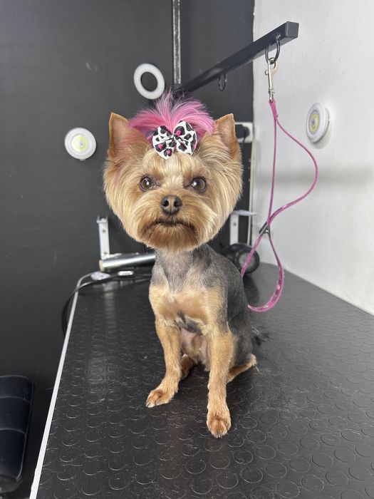 Грумінг, грумер, стрижка собак! Лівий берег( Калинова)