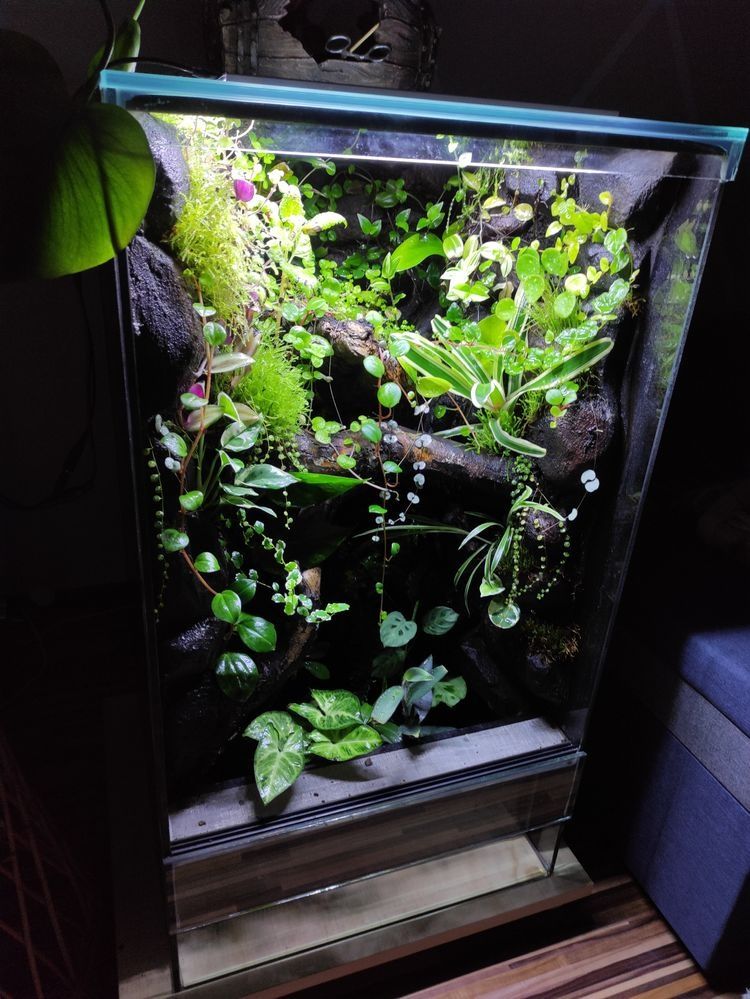 Terrarium tropikalne gekon orzesiony