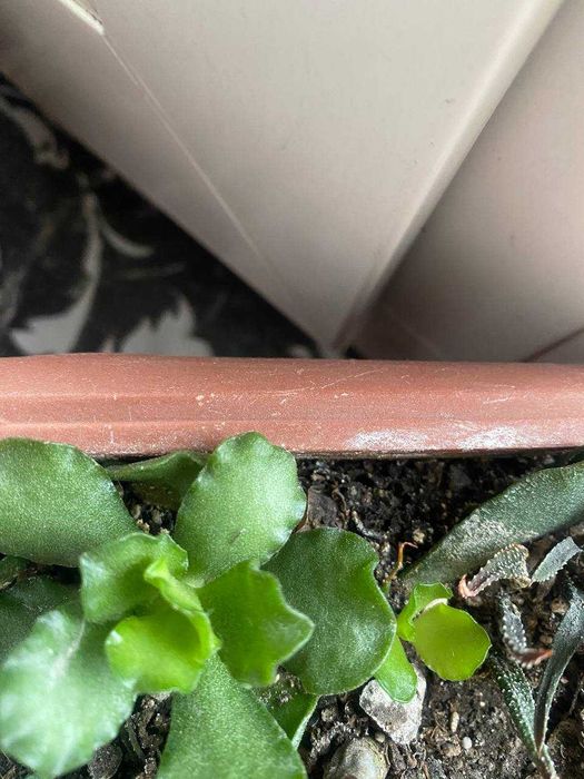 Суккуленты, комнатные растения, обмен могу рассмотреть