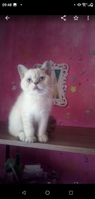 Котёнок,котик,серебристая шиншилла,Шотландский кот.