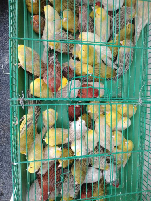 Vendo canários ágatas prontos a criar