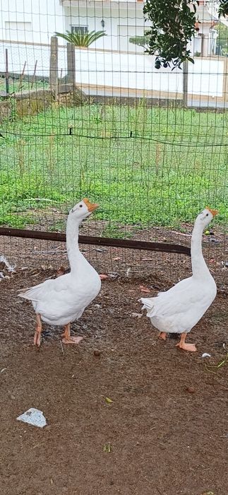 Casal de gansos da Guiné brancos