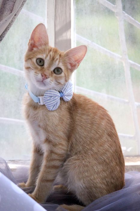 РОН шукає родину в Києві. (3 місяці)